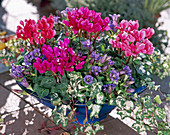 Cyclamen persicum (Alpenveilchen), Gentiana scabra (Enzian), Hedera helix (Efeu)