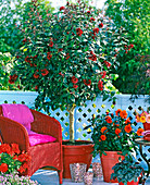Cestrum (hammer shrub), Dahlia (red dahlia), red wicker chair