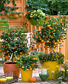 Citrofortunella microcarpa (Calamondinorange), Citrus fortunella (Kumquat)