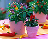 Capsicum annuum (ornamental pepper) in pink pots, peppers as decoration