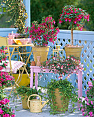 Fuchsia (fuchsia), small stems and bushes, Hedera (ivy), pink wooden tables