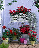 Dianthus chinensis (Nelken), Dichondra 'Silver Falls' (Wasserfall)