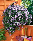 Petunia Supertunia 'Bordeaux' (Petunia), hanging basket on orange balcony