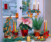 Weihnachtlich dekoriertes Fenster mit Euphorbia (Weihnachtsstern)