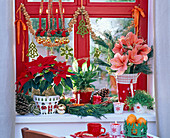 Weihnachtlich dekoriertes Fenster mit Euphorbia (Weihnachtsstern)