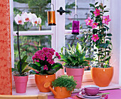 Fenster mit Blühpflanzen in orangen und rosa Töpfen