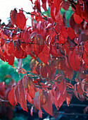 Viburnum plicatum 'Mariesii' (Japanischer Etagen- Schneeball)