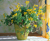 Aeonium arboreum in yellow pot