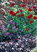 Dahlia 'Garden Wonder' (red dahlia) in a border