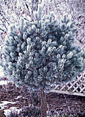 Dwarf pine stems in hoar frost