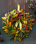 Wreath of leaves from Liquidambar (Amber tree)