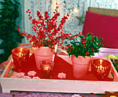 Ilex (holly, winter berry) in pink pots, pink tray, stars