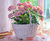 Pentas (pink Pente) in a white basket
