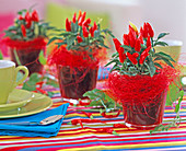 Capsicum annuum (ornamental paprika) in red glasses, red sisal
