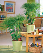 Cyperus papyrus (Papyrus) in light green pots