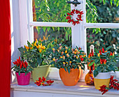 Capsicum annuum (ornamental peppers) in colourful pots, chilli oil, chilli wreath