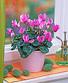 Cyclamen persicum in pink pot, Cucumis