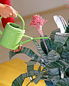 Pour Aechmea fasciata (lance rosette) into the flower funnel