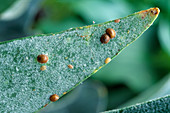 Scale insects on Platycerium (antler fern)