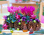 Cyclamen persicum with cones, cone candles, tree decorations