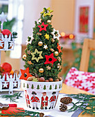 Picea glauca ' Conica ' (Zuckerhutfichte) in Weihnachtstopf mit Sternen