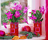 Christmas cactus in cups, Abies procera