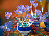 Crocus speciosus ' Cassiope ' (Herbstkrokus) in Tassen, Euonymus