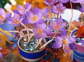 Crocus speciosus 'Cassiope' (Herbstkrokus), Glaslinsen