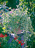 Plectranthus coleoides (Frankincense), Pelargonium 'Rainbow Red'