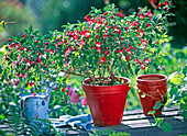 Fuchsia 'Gôteborg' (fuchsia) in red pot