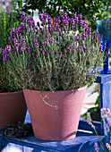 Pots of Lavandula angustifolia 'Dwarf Blue' (lavender)