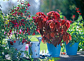 Fuchsia (Fuchsia), Coleus (Crab Nettle) red-leaved, Oxalis (Ornamental Clover)