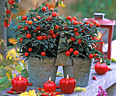 Solanum pseudocapsicum (Korallenstrauch), Capsicum (Chili)