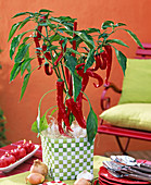 Capsicum frutescens (hot peppers) in a chequered wicker pot, Allium