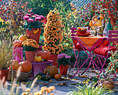 Chrysanthemum (Herbstchrysanthemen), Cucurbita (Zierkürbis) in Töpfen