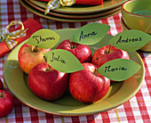 Malus (Äpfel) mit Papierblättern als Namensschild auf grünem