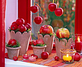 Malus, big and small apples on terracotta pots with moss