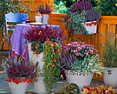 Calluna Garden Girls und Beauty Ladies (knospenblühende Heide), Chrysanthemum