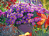 Aster 'Sapphire' (cushion aster), Calocephalus (barbed wire)