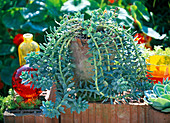 Euphorbia myrsinites (Roller spurge) in patinated terracotta pot