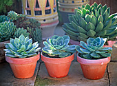 Echeveria 'Blue' (Echeveria) in clay pots