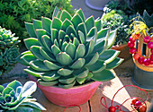 Echeveria elegans (Echeveria) in painted clay pot