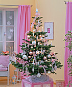 Abies nordmanniana, as a Christmas tree with white candles