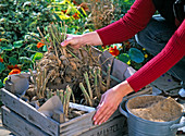 Hibernate dahlias