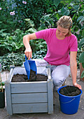 Plant clematis in wooden tub: 1/9