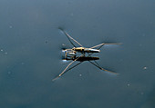 Watercreeper