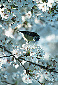 Parus caeruleus (Blaumeise) im blühenden Kirschbaum