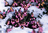 Erica carnea (snow heath) in the snow