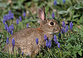 Wild rabbit in the grass with muscari (grape hyacinth)