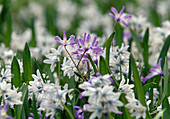 Puschkinia scilloides (Puschkinia) white-blue and Chionodoxa (Snowgloss) purple, flowers